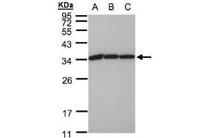 Image no. 2 for anti-Eukaryotic Translation Elongation Factor 1 beta 2 (EEF1B2) (Center) antibody (ABIN2856398)