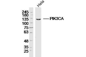 Image no. 3 for anti-Phosphoinositide-3-Kinase, Catalytic, alpha Polypeptide (PIK3CA) (AA 961-1068) antibody (ABIN677198)