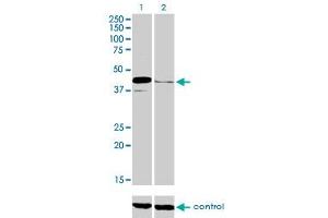 Image no. 3 for anti-Paired Box 5 (PAX5) (AA 192-301) antibody (ABIN562112)
