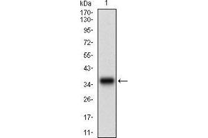 Image no. 3 for anti-Mitogen-Activated Protein Kinase 14 (MAPK14) (AA 299-360) antibody (ABIN1724904)