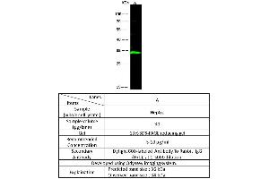 Image no. 1 for anti-Enoyl Coenzyme A Hydratase 1, Peroxisomal (ECH1) (AA 34-328) antibody (ABIN2691992)