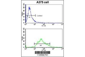 Image no. 2 for anti-Kringle Containing Transmembrane Protein 1 (KREMEN1) (AA 53-82), (N-Term) antibody (ABIN391859)
