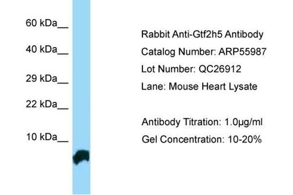 GTF2H5 Antikörper  (N-Term)