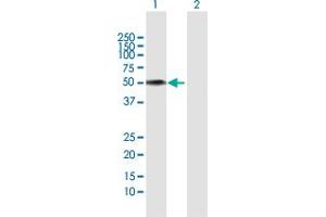Western Blot analysis of FMO3 expression in transfected 293T cell line by FMO3 MaxPab polyclonal antibody.