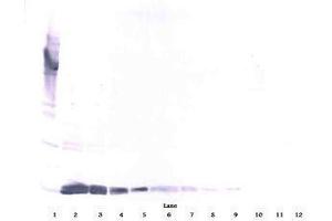 Image no. 4 for anti-Vascular Endothelial Growth Factor A (VEGFA) antibody (ABIN465403)