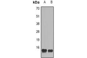 Image no. 1 for anti-Chemokine (C-C Motif) Ligand 28 (CCL28) (full length) antibody (ABIN6043258)