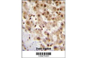 Image no. 2 for anti-Immediate Early Response 3 (IER3) (N-Term) antibody (ABIN2439761)