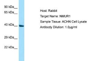 Image no. 1 for anti-Neuromedin U Receptor 1 (NMUR1) (C-Term) antibody (ABIN2790040)