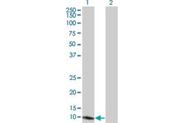 MSRB1 antibody  (AA 1-84)
