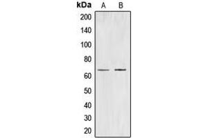 Image no. 1 for anti-Cell Division Cycle 40 (CDC40) (Center) antibody (ABIN2705836)