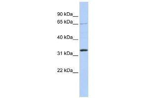Image no. 2 for anti-Grainyhead-Like 2 (GRHL2) (Middle Region) antibody (ABIN927836)