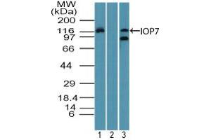 Image no. 2 for anti-Importin 7 (IPO7) (AA 1-50) antibody (ABIN960236)