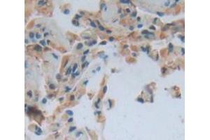 Image no. 2 for anti-Torsin Family 2, Member A (TOR2A) (AA 49-248) antibody (ABIN1860836)