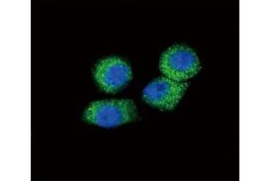 Image no. 4 for anti-Chemokine (C-C Motif) Ligand 2 (CCL2) (AA 62-89) antibody (ABIN3030482)