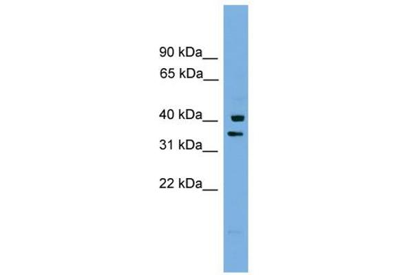 PNRC1 antibody  (Middle Region)