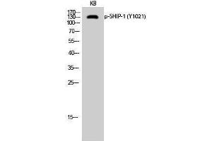 Image no. 1 for anti-Inositol Polyphosphate-5-Phosphatase, 145kDa (INPP5D) (pTyr1021) antibody (ABIN3182231)