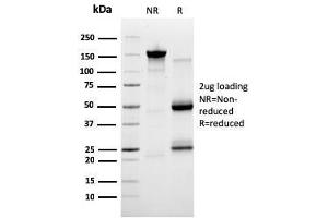 Image no. 1 for anti-SERPINE1 mRNA Binding Protein 1 (SERBP1) (AA 3-139) antibody (ABIN6939486)