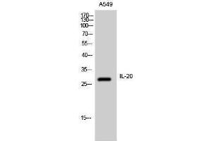 Image no. 1 for anti-Interleukin 20 (IL20) (Internal Region) antibody (ABIN3185167)