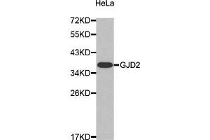 Image no. 1 for anti-Gap Junction Protein, delta 2, 36kDa (GJD2) antibody (ABIN3016909)