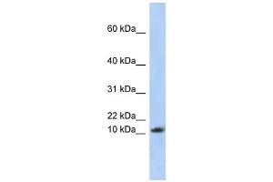 Image no. 1 for anti-Ribosomal Protein L30 (RPL30) (Middle Region) antibody (ABIN630571)