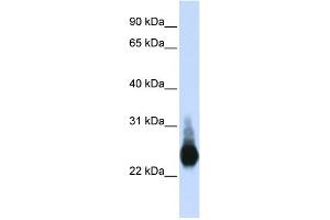 Image no. 1 for anti-Claudin 5 (CLDN5) (C-Term) antibody (ABIN2778047)