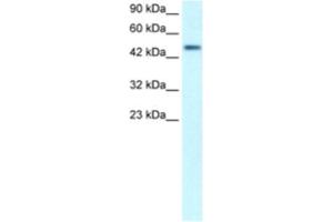 Image no. 1 for anti-CREB3 Regulatory Factor (CREBRF) antibody (ABIN2460400)
