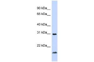 Image no. 1 for anti-Tumor Necrosis Factor (Ligand) Superfamily, Member 14 (TNFSF14) (Middle Region) antibody (ABIN926880)