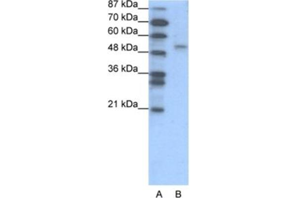 anti-Forkhead Box D2 (FOXD2) antibody