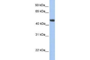 Image no. 1 for anti-Asparagine-Linked Glycosylation 2, alpha-1,3-Mannosyltransferase Homolog (ALG2) (C-Term) antibody (ABIN1449836)