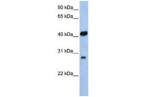 Image no. 1 for anti-Zinc Finger, AN1-Type Domain 3 (ZFAND3) (N-Term) antibody (ABIN1109551)