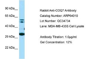 Image no. 1 for anti-Coenzyme Q Biosynthesis Protein 7 (Coq7) (N-Term) antibody (ABIN2789693)