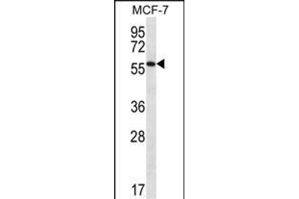 SAAL1 antibody  (C-Term)