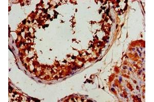 Immunohistochemistry of paraffin-embedded human testis tissue using ABIN7165627 at dilution of 1:100