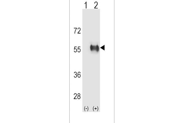 ALDH3B1 antibody  (AA 334-360)