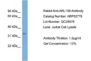 Image no. 2 for anti-ADP-Ribosylation Factor-Like 13B (ARL13B) (Middle Region) antibody (ABIN2785089)