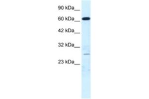 Image no. 1 for anti-Mediator Complex Subunit 17 (MED17) antibody (ABIN2460890)