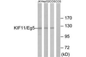 anti-Kinesin Family Member 11 (KIF11) (AA 892-941) antibody