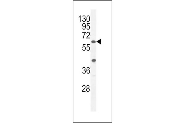 A1CF antibody  (C-Term)