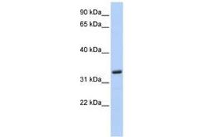 Image no. 1 for anti-Membrane-Spanning 4-Domains, Subfamily A, Member 4 (MS4A4A) (N-Term) antibody (ABIN6744279)
