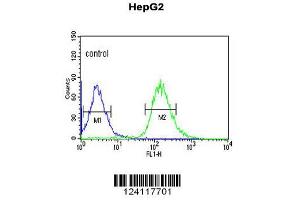 Image no. 2 for anti-WW Domain Containing Adaptor with Coiled-Coil (WAC) (AA 284-313) antibody (ABIN653490)
