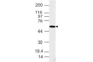 Image no. 1 for anti-T-Box 1 (TBX1) (AA 200-410) antibody (ABIN5027059)