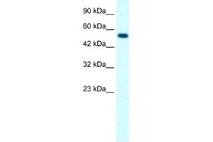 Image no. 1 for anti-Glycine Receptor, alpha 1 (GLRA1) (Middle Region) antibody (ABIN2792243)