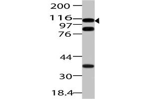 Image no. 1 for anti-Importin 7 (IPO7) (AA 1-322) antibody (ABIN5027310)