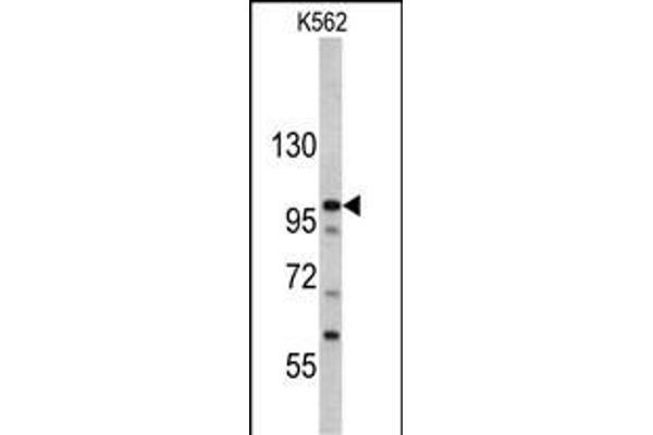 MTBP anticorps  (C-Term)