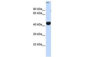 Image no. 1 for anti-CREB/ATF BZIP Transcription Factor (CREBZF) (C-Term) antibody (ABIN6740456)