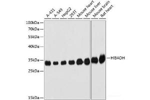 Western blot analysis of extracts of various cell lines using HIBADH Polyclonal Antibody at dilution of 1:3000.