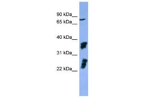 Image no. 1 for anti-Fibroblast Growth Factor Receptor 2 (FGFR2) (C-Term) antibody (ABIN2788319)