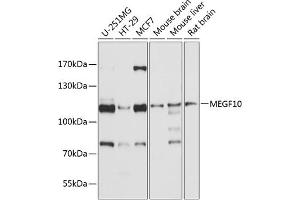 MEGF10 Antikörper  (AA 26-160)