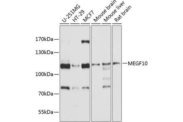 MEGF10 Antikörper  (AA 26-160)