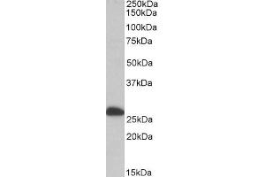 Image no. 1 for anti-Electron-Transfer-Flavoprotein, beta Polypeptide (ETFB) (AA 152-165) antibody (ABIN571192)